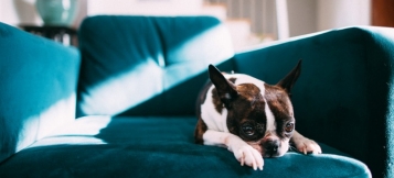 Hundehaltung in Mietwohnungen – was Vermieter wissen müssen